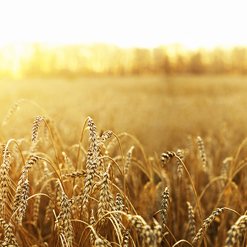 Perferendis consectetur nihil consequuntur in id fugit.